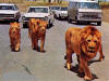 Nuneaton Lions